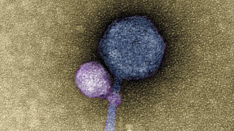 Aktif Hale Gelmek İçin Öteki Virüsleri Isıran “Vampir” Virüs Keşfedildi