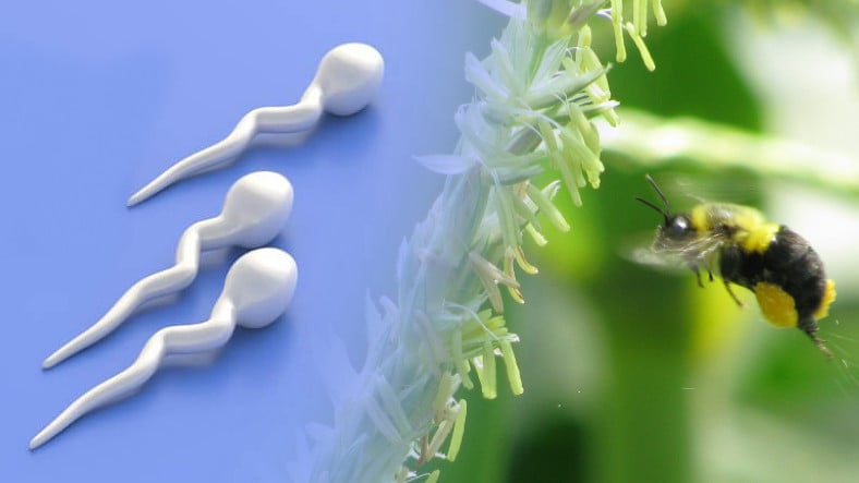 Erkeklerin Sperm Sayısının, Böcek İlaçları Yüzünden 50 Yıldır Düştüğü Keşfedildi