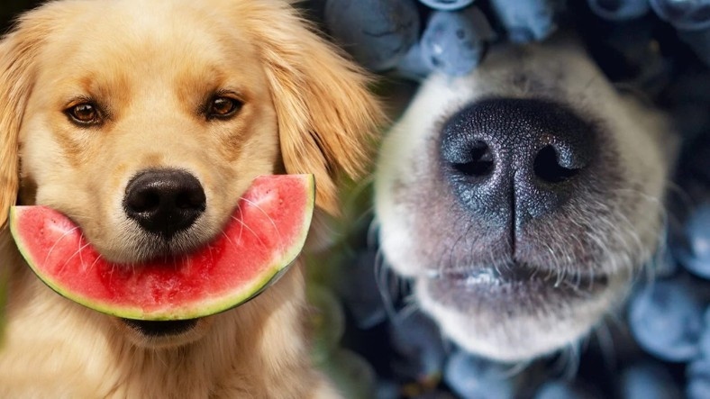 Köpeklerin Yiyebileceği Gıdalar
